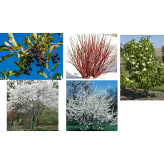 Pollinator Pocket Pack